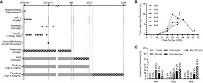 Early allogeneic immune modulation after establishment of donor hematopoietic cell-induced mixed chimerism in a nonhuman primate kidney transplant model